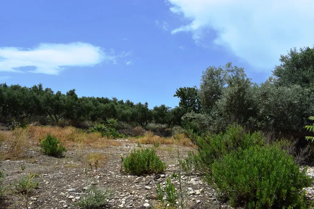 Land Of 5500 M² In Crete