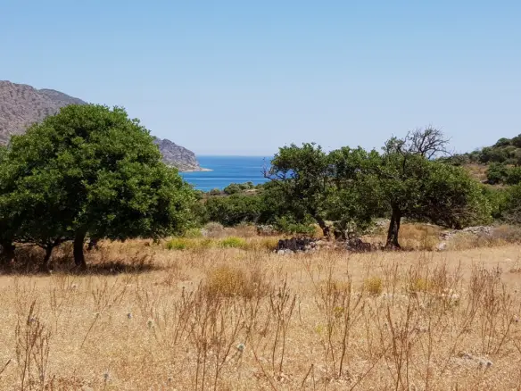 Land Of 8000 M² In Crete