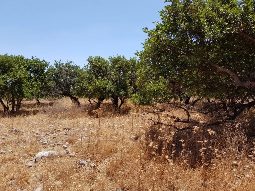 Land Of 8000 M² In Crete