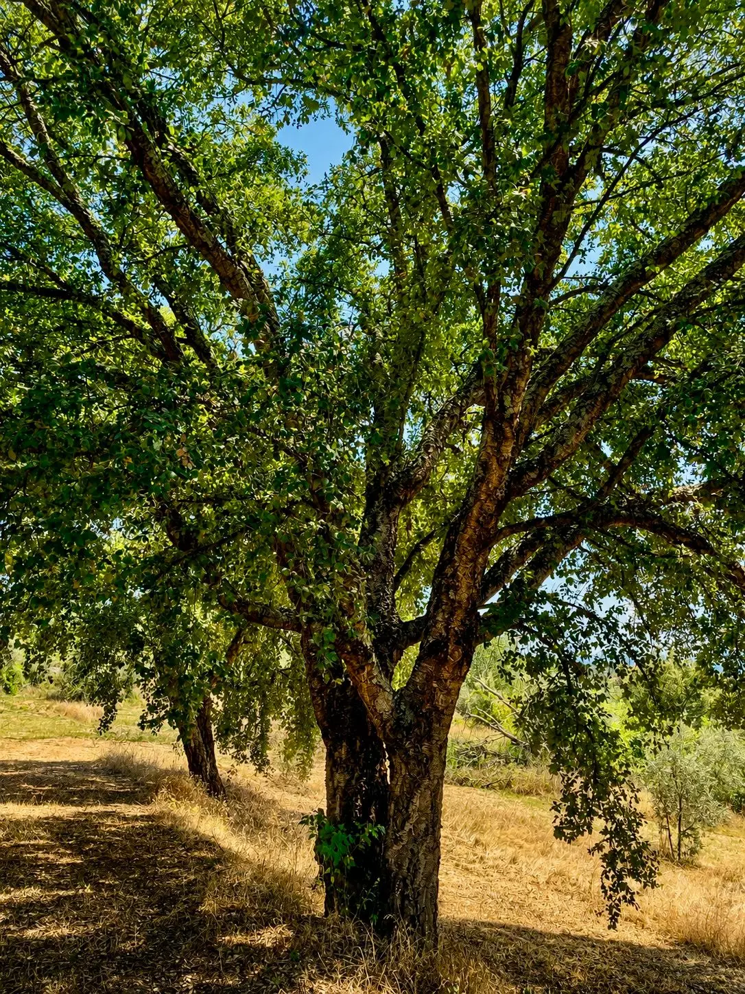 Countryhouse Of 500 M² With Central Portugal In Its Location