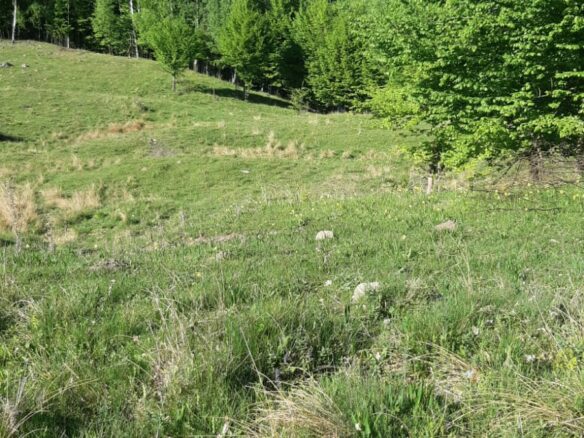 5 Hectares Off-grid Property With 3 Natural Springs In Lake Siriu, Romania
