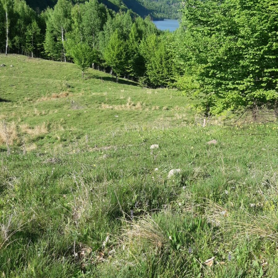 5 Hectares Off-grid Property With 3 Natural Springs In Lake Siriu, Romania