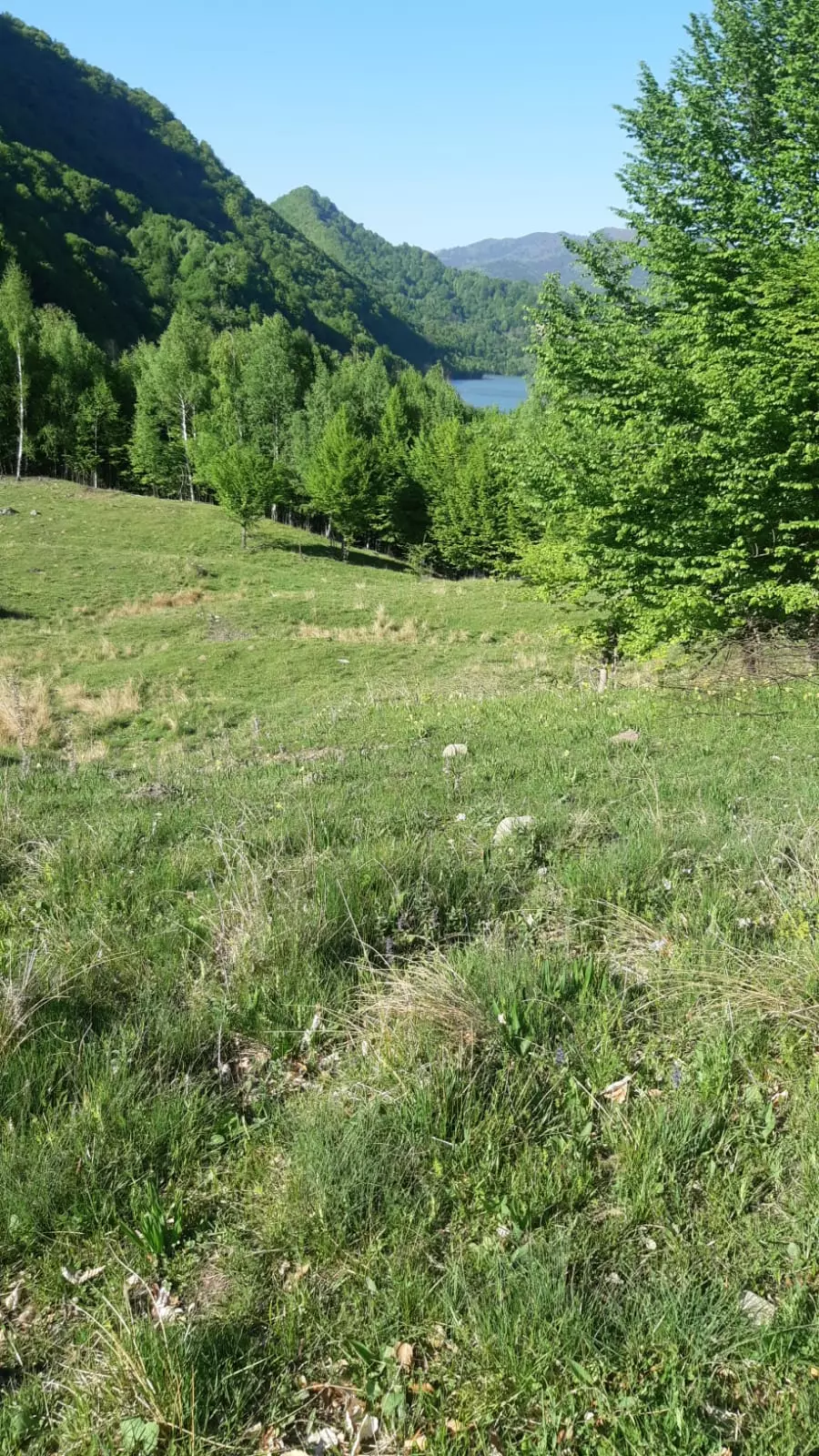 5 Hectares Off-grid Property With 3 Natural Springs In Lake Siriu, Romania