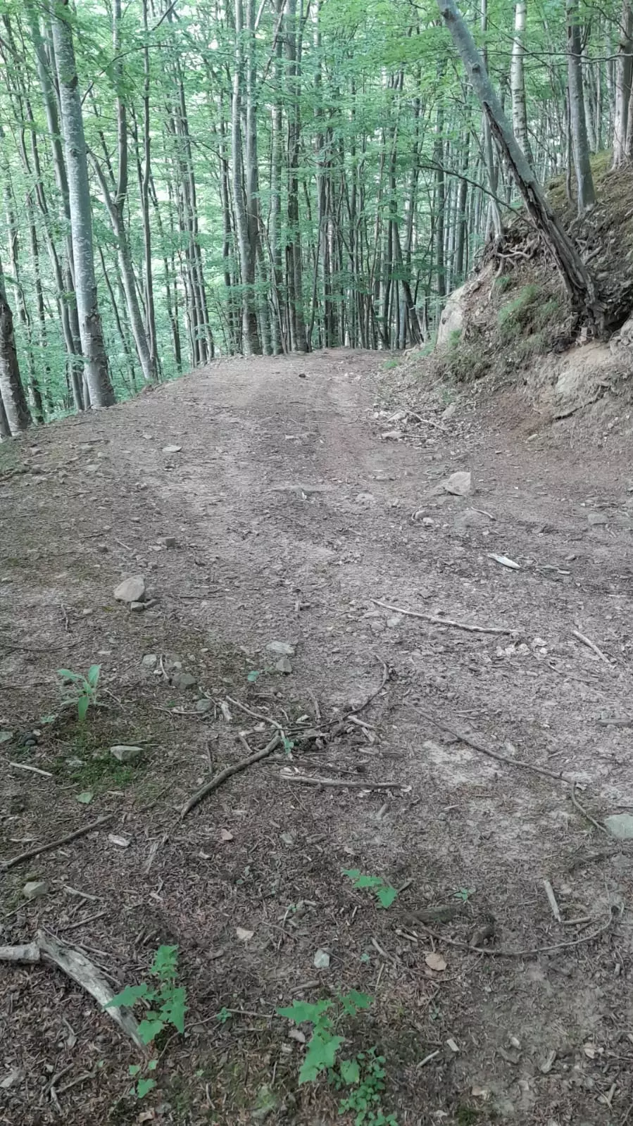 5 Hectares Off-grid Property With 3 Natural Springs In Lake Siriu, Romania