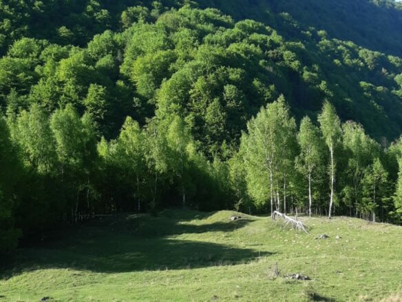 5 Hectares Off-grid Property With 3 Natural Springs In Lake Siriu, Romania