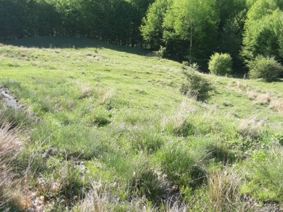 5 Hectares Off-grid Property With 3 Natural Springs In Lake Siriu, Romania