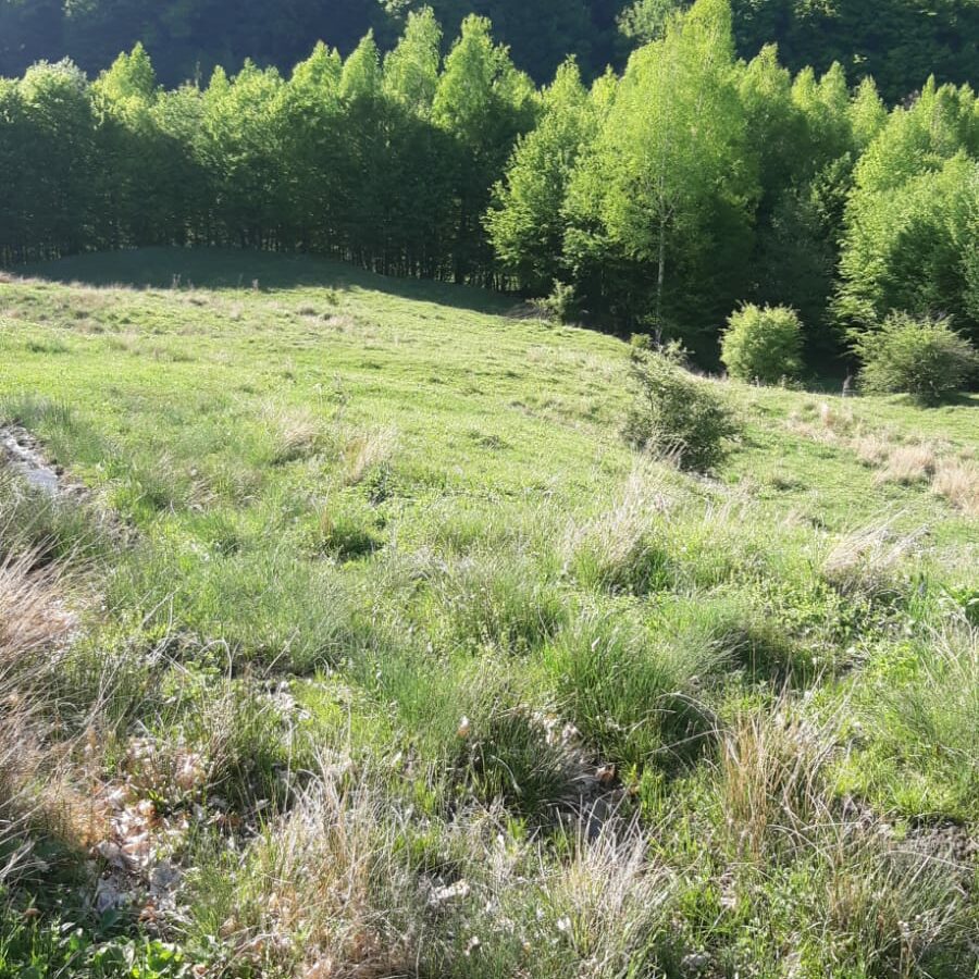 5 Hectares Off-grid Property With 3 Natural Springs In Lake Siriu, Romania