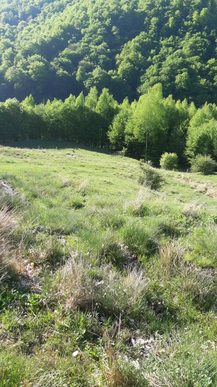 5 Hectares Off-grid Property With 3 Natural Springs In Lake Siriu, Romania
