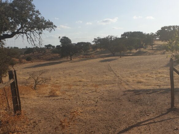 Farm Of 5.8 Ha With 100% Legal Well And Full Fencing In South Portugal