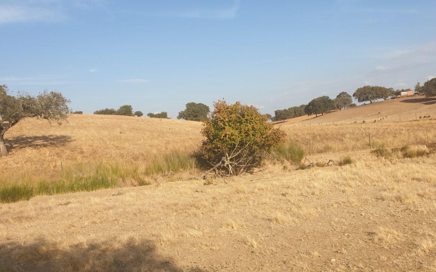 Farm Of 5.8 Ha With 100% Legal Well And Full Fencing In South Portugal