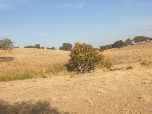 Farm Of 5.8 Ha With 100% Legal Well And Full Fencing In South Portugal
