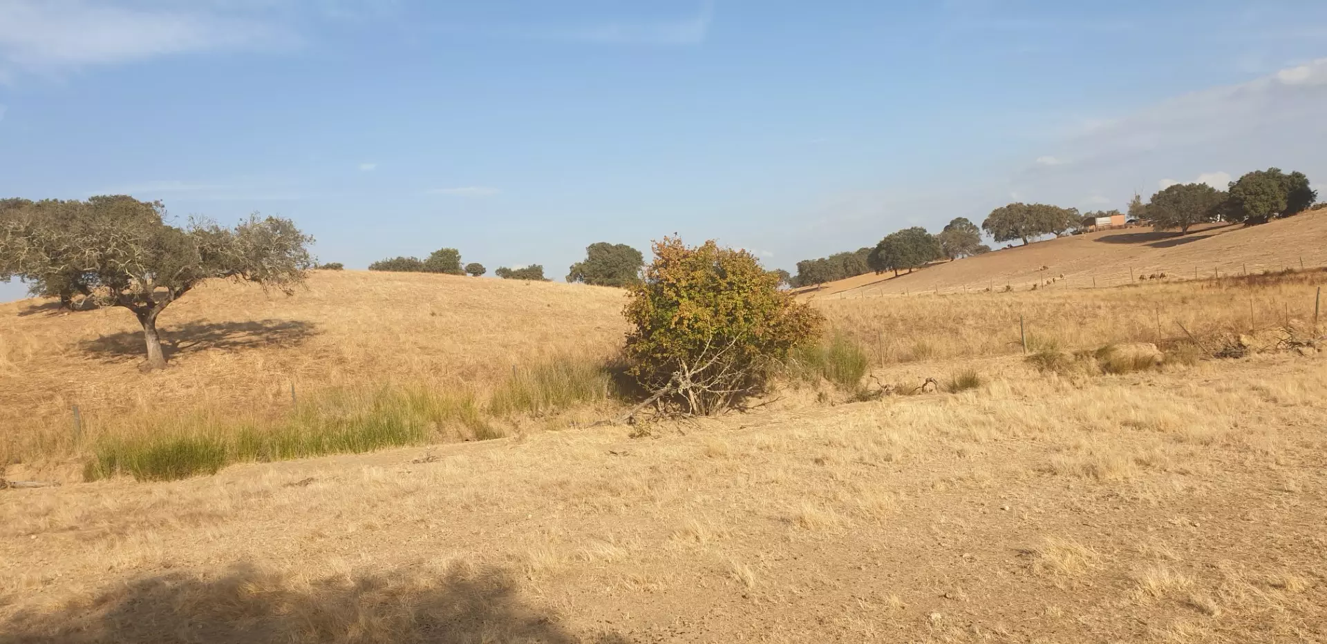 Farm Of 5.8 Ha With 100% Legal Well And Full Fencing In South Portugal