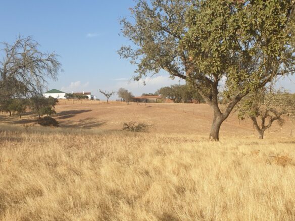 Farm Of 5.8 Ha With 100% Legal Well And Full Fencing In South Portugal