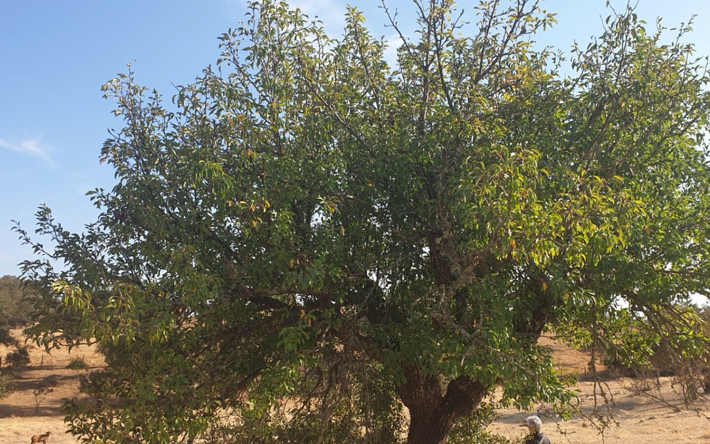 Farm Of 5.8 Ha With 100% Legal Well And Full Fencing In South Portugal