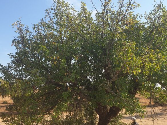 Farm Of 5.8 Ha With 100% Legal Well And Full Fencing In South Portugal