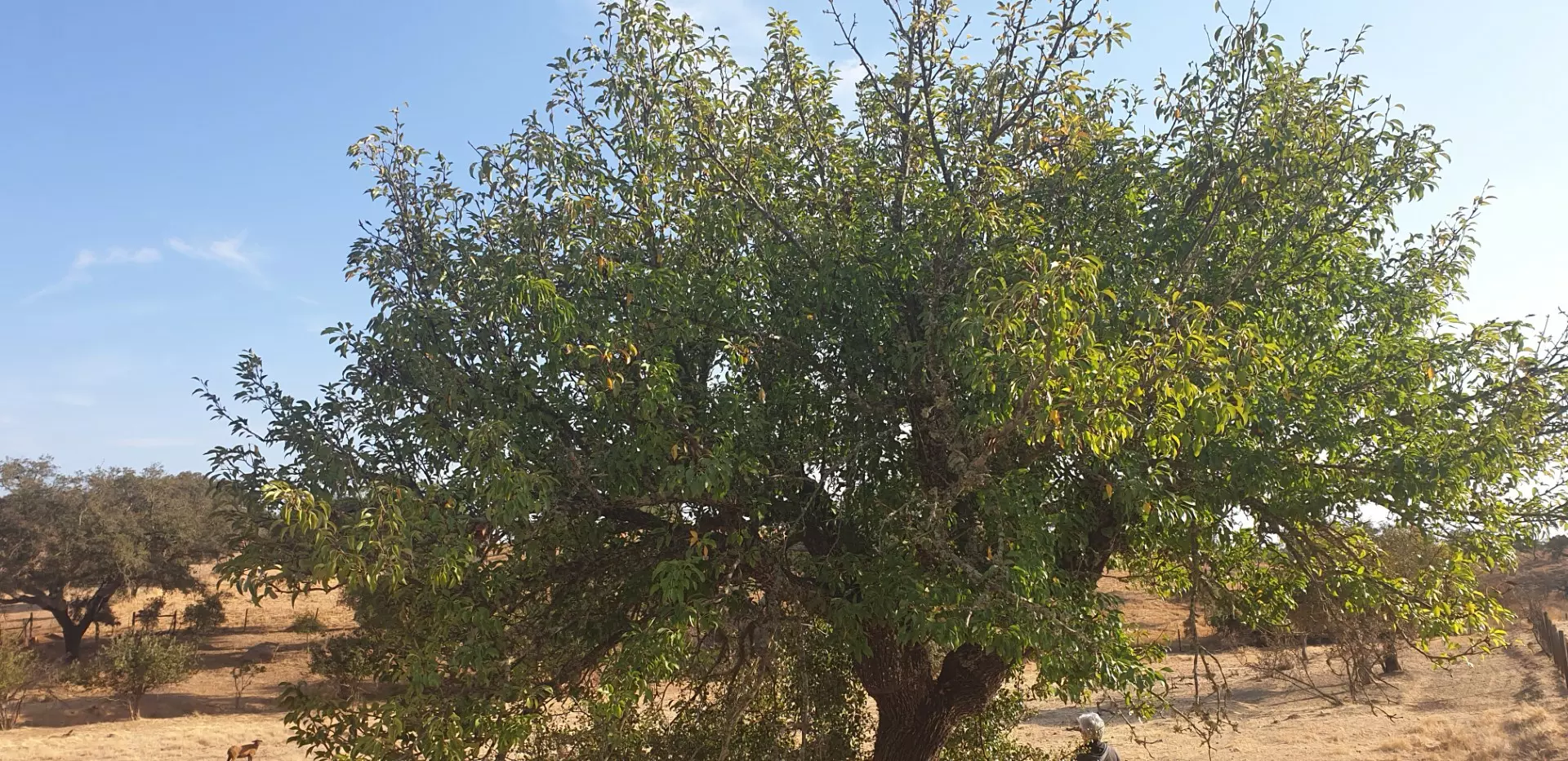 Farm Of 5.8 Ha With 100% Legal Well And Full Fencing In South Portugal