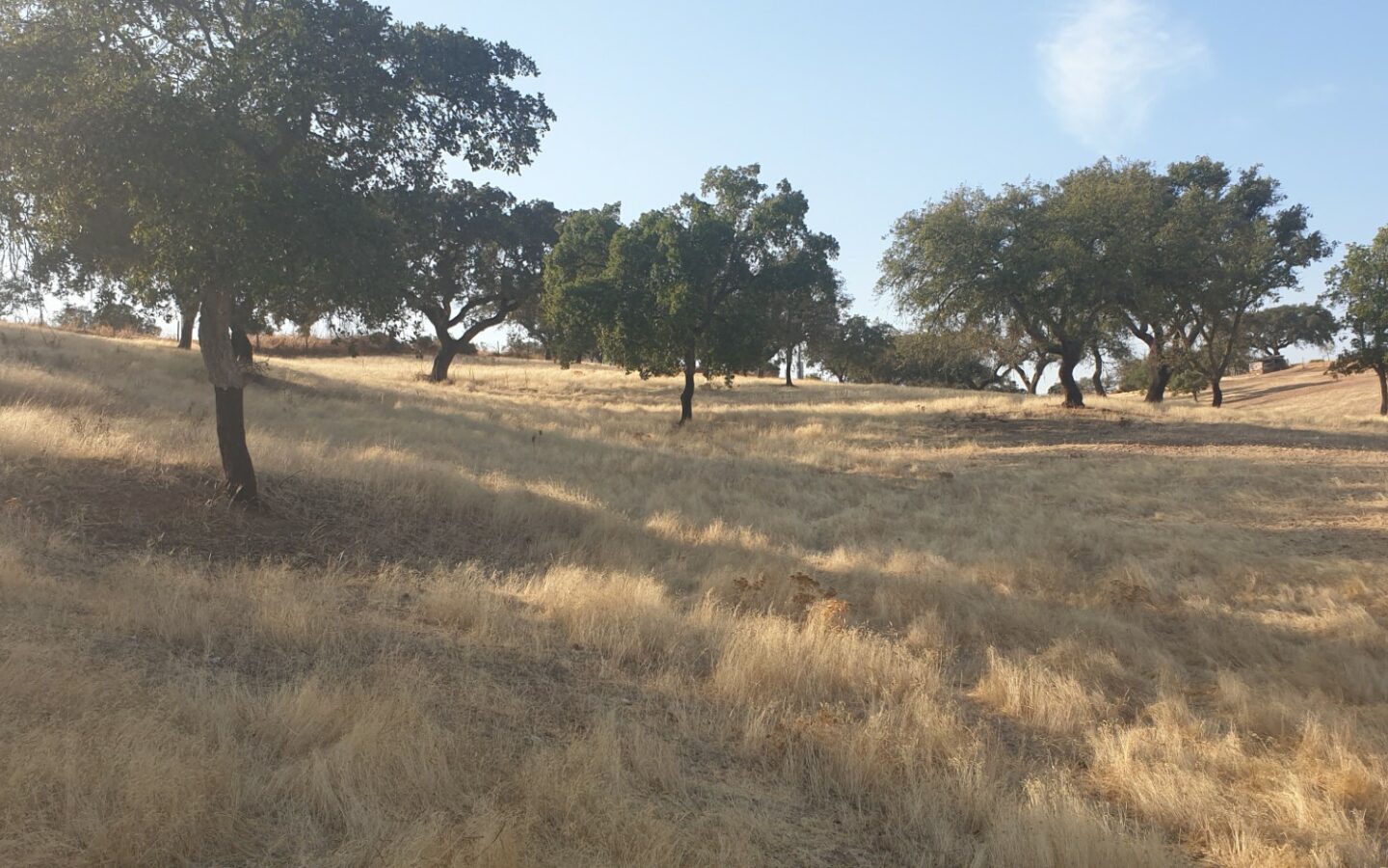 Farm Of 5.8 Ha With 100% Legal Well And Full Fencing In South Portugal