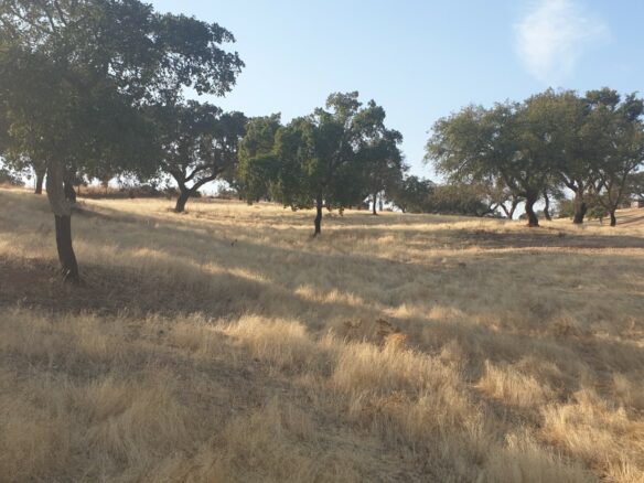 Farm Of 5.8 Ha With 100% Legal Well And Full Fencing In South Portugal