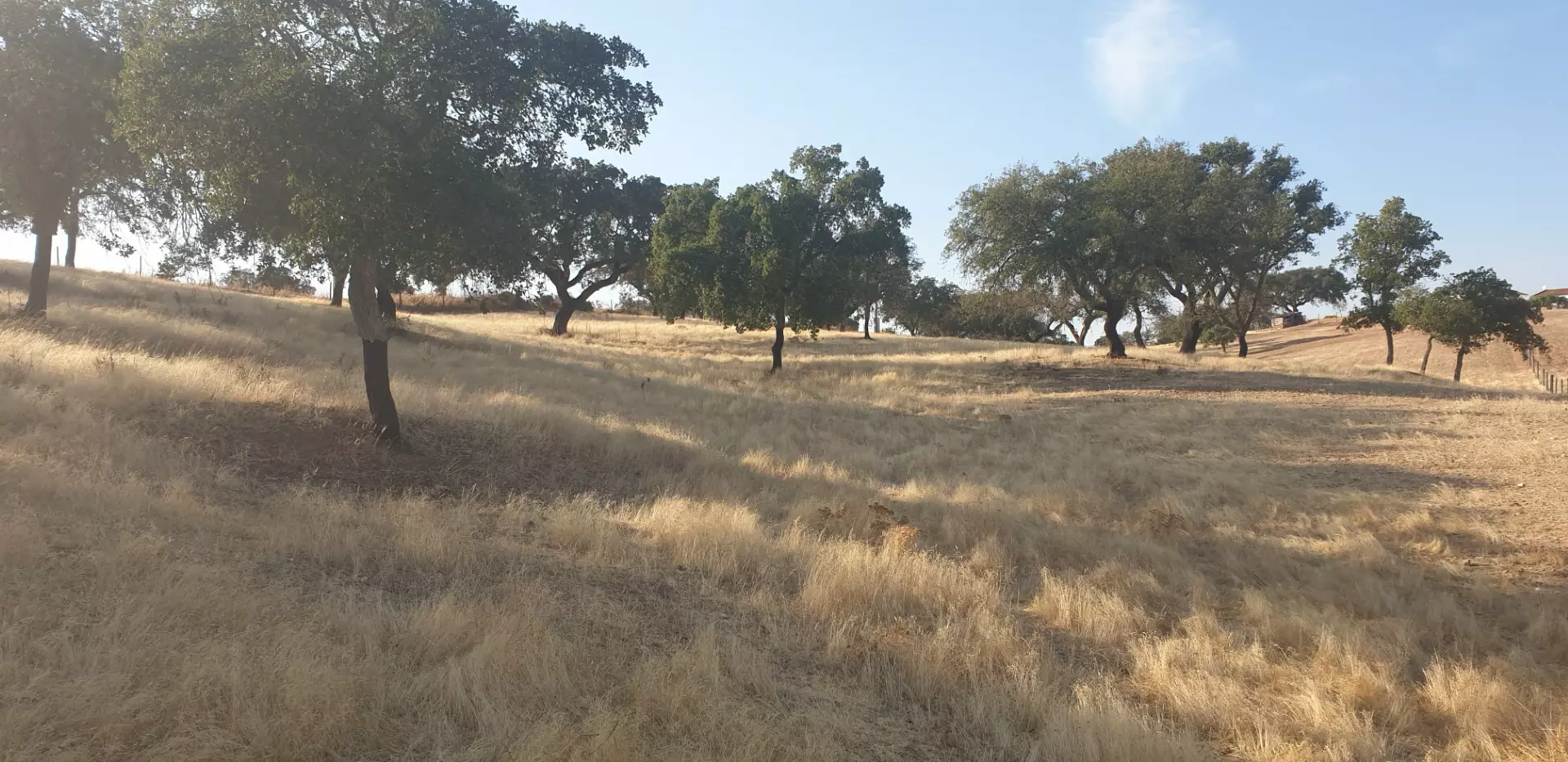 Farm Of 5.8 Ha With 100% Legal Well And Full Fencing In South Portugal