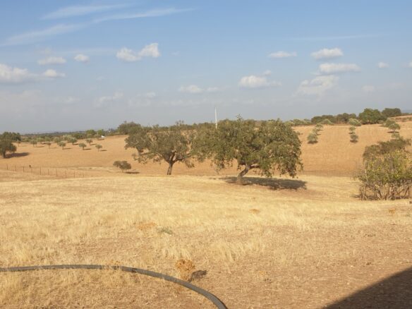 Farm Of 5.8 Ha With 100% Legal Well And Full Fencing In South Portugal