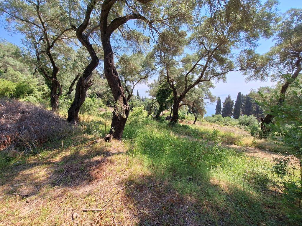 Land Of 8000 M² In Corfu