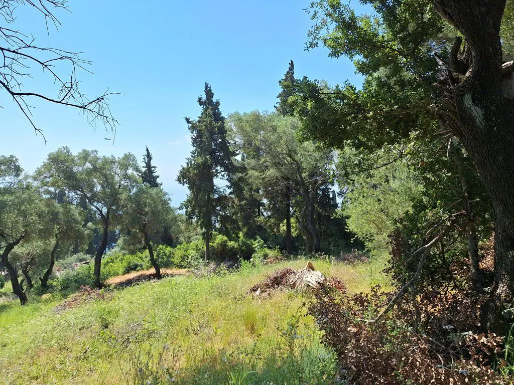 Land Of 8000 M² In Corfu