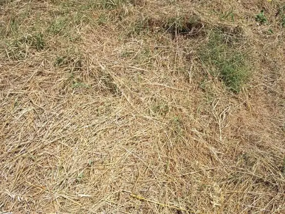 Land In Epanomi, Greece