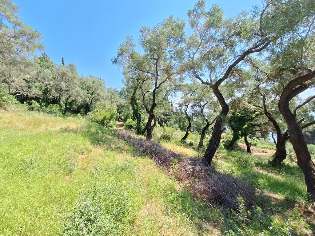 Land Of 8000 M² In Corfu
