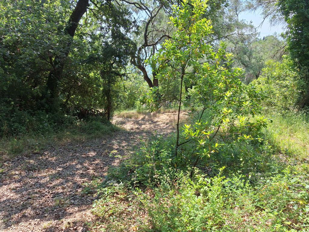 Land Of 8000 M² In Corfu