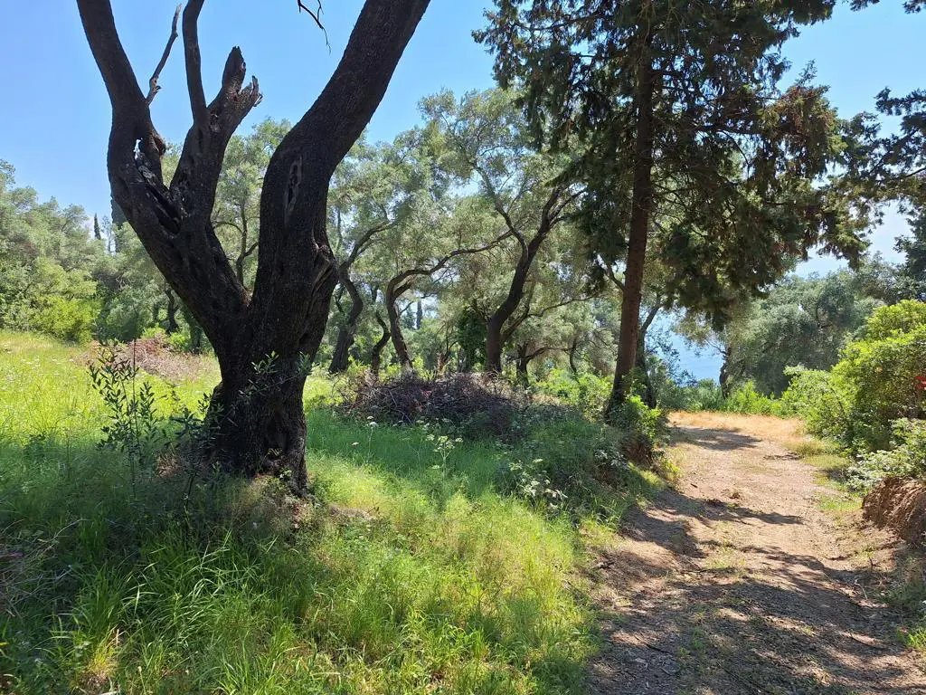 Land Of 8000 M² In Corfu