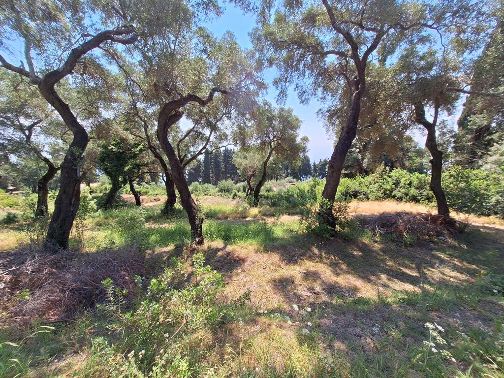 Land Of 8000 M² In Corfu