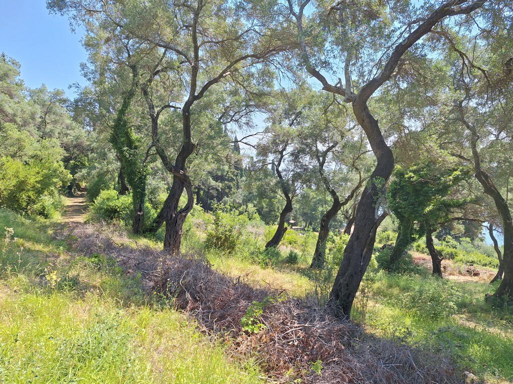Land Of 8000 M² In Corfu
