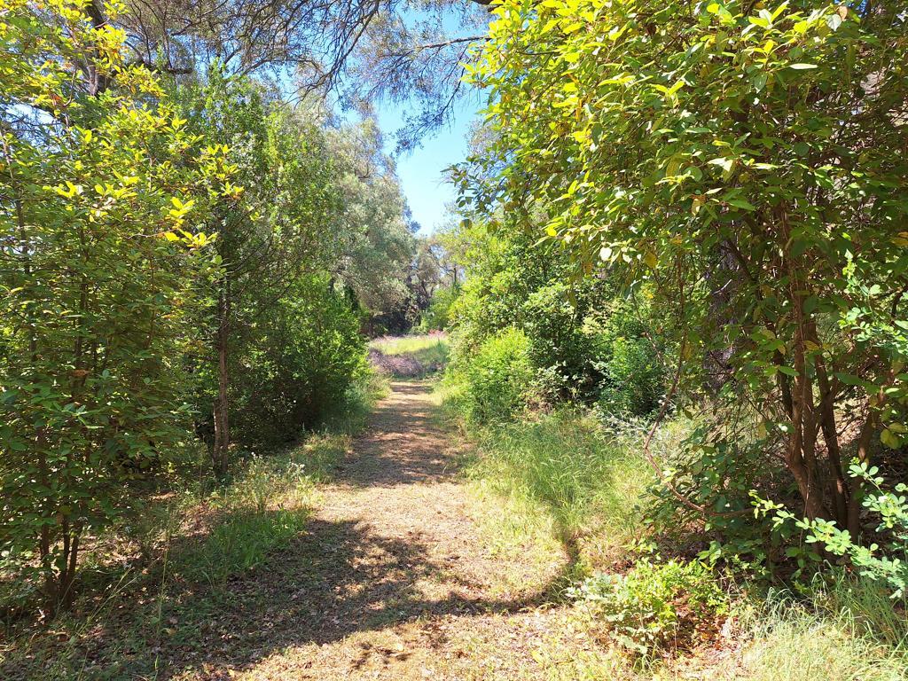 Land Of 8000 M² In Corfu