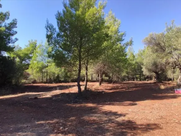 Land Of 1206 M² In Sithonia, Chalkidiki