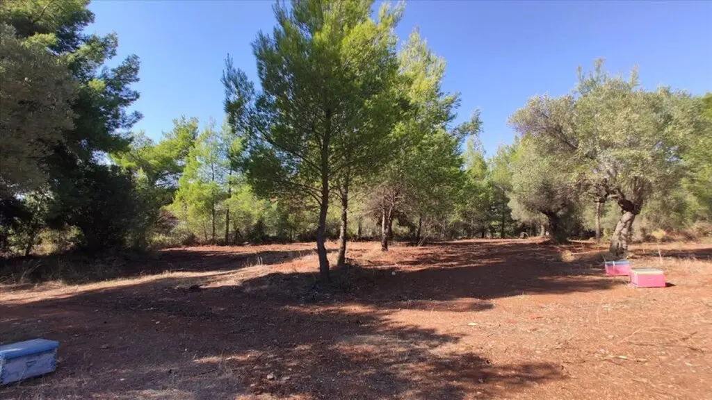Land Of 1206 M² In Sithonia, Chalkidiki
