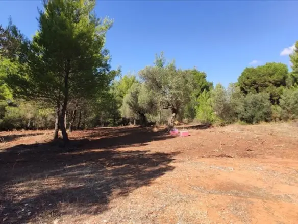 Land In Poligiros, Greece