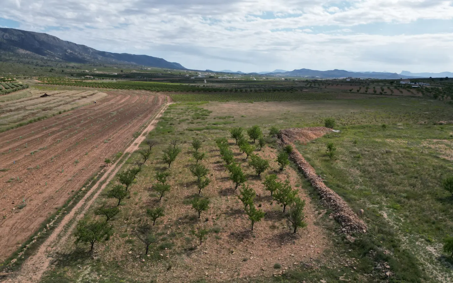 Land Of 0 M² In Pinoso, Spain
