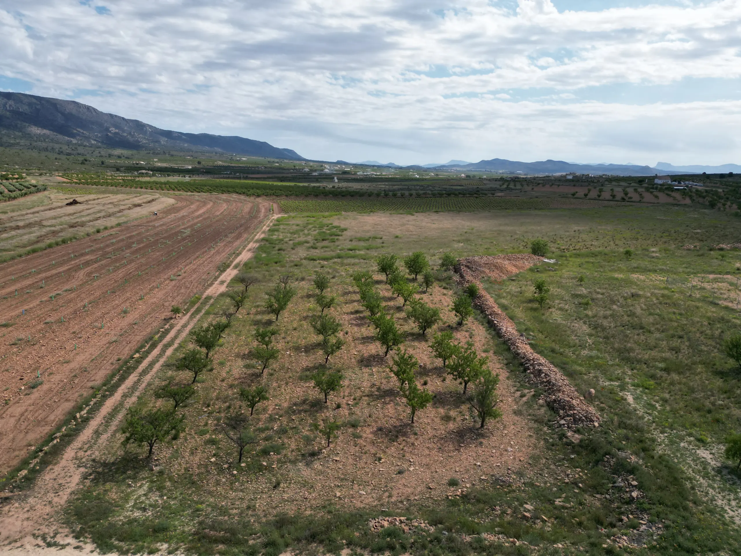Land Of 0 M² In Pinoso, Spain