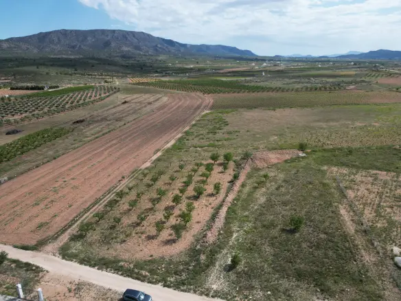 Land In Pinoso, Spain (10.542 M² Plot)