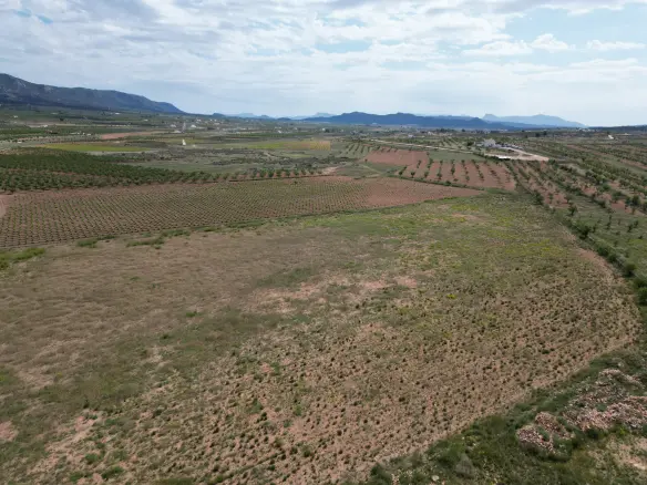 Land In Pinoso, Spain (10.454 M² Plot)