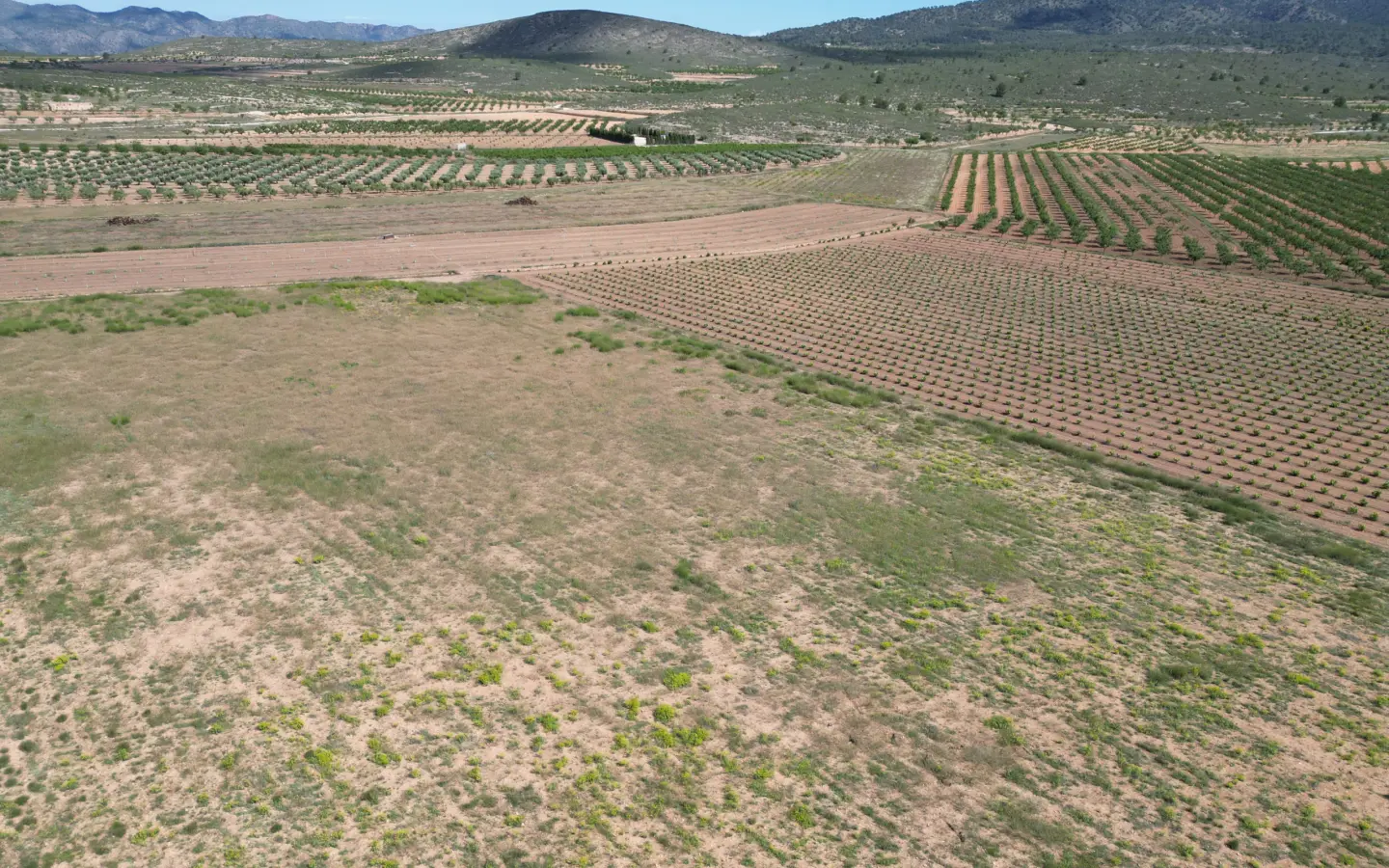 Land Of 0 M² In Pinoso, Spain