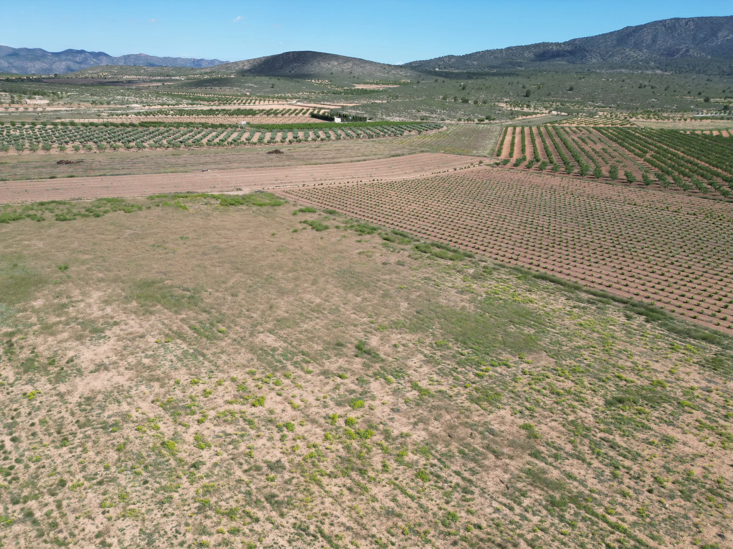 Land Of 0 M² In Pinoso, Spain