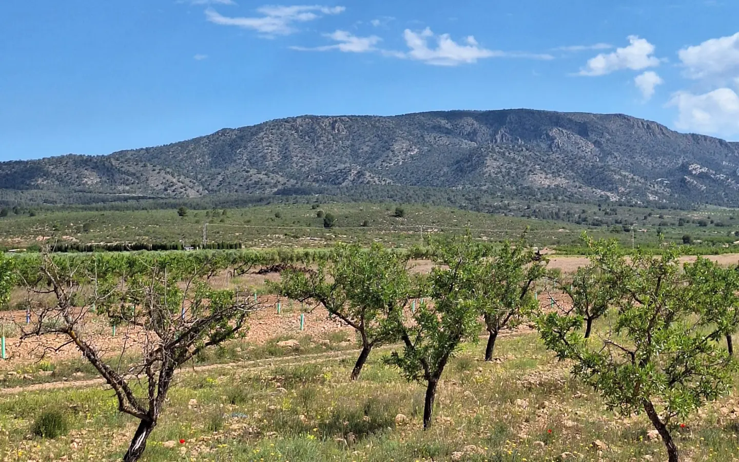 Land Of 0 M² In Pinoso, Spain