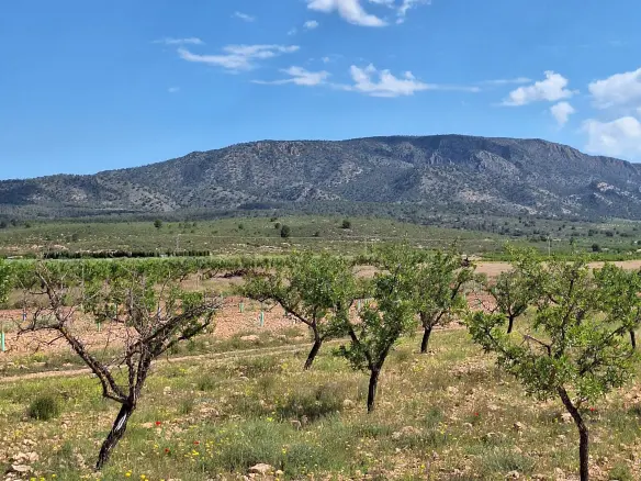 Land In Pinoso, Spain (10.542 M² Plot)
