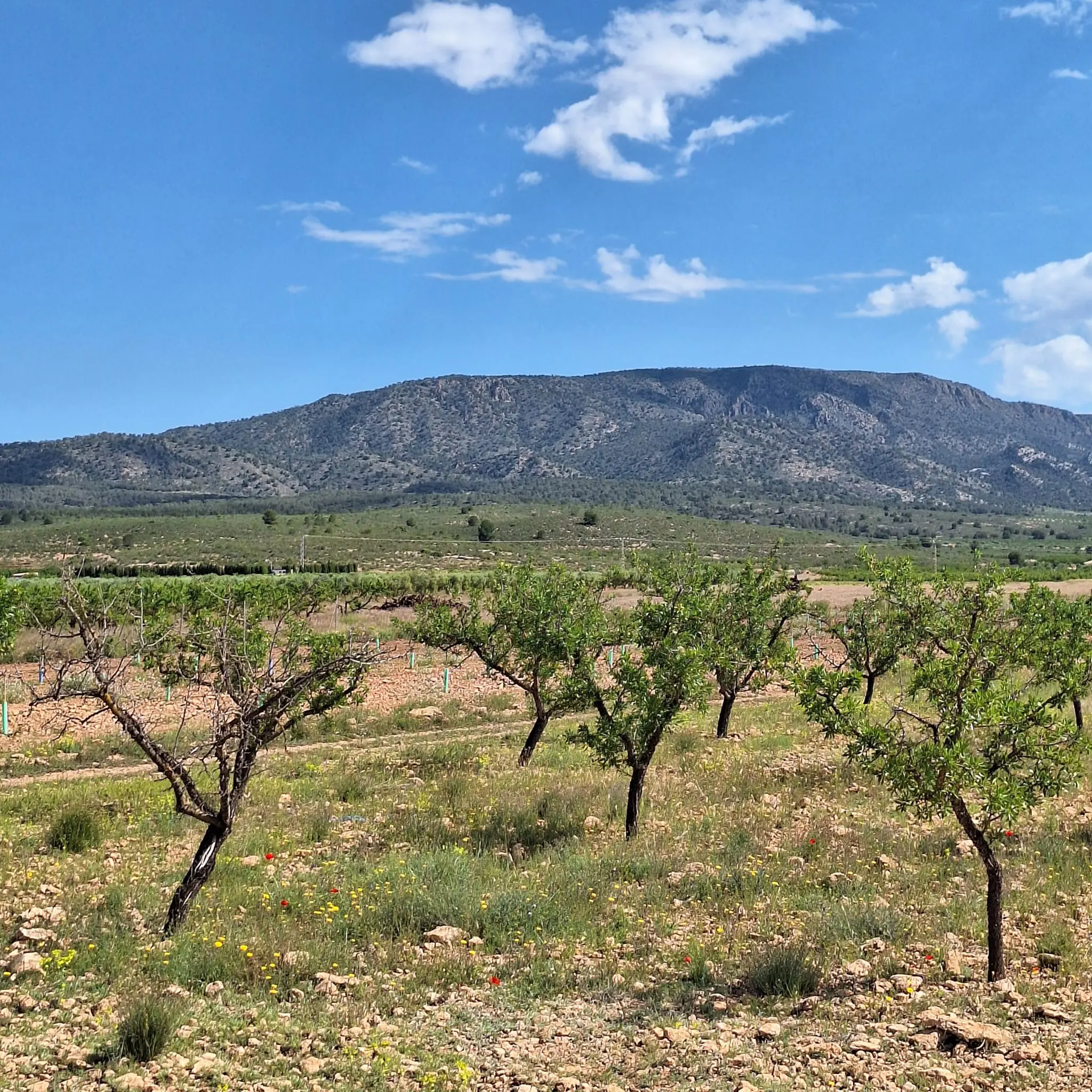 Land Of 0 M² In Pinoso, Spain