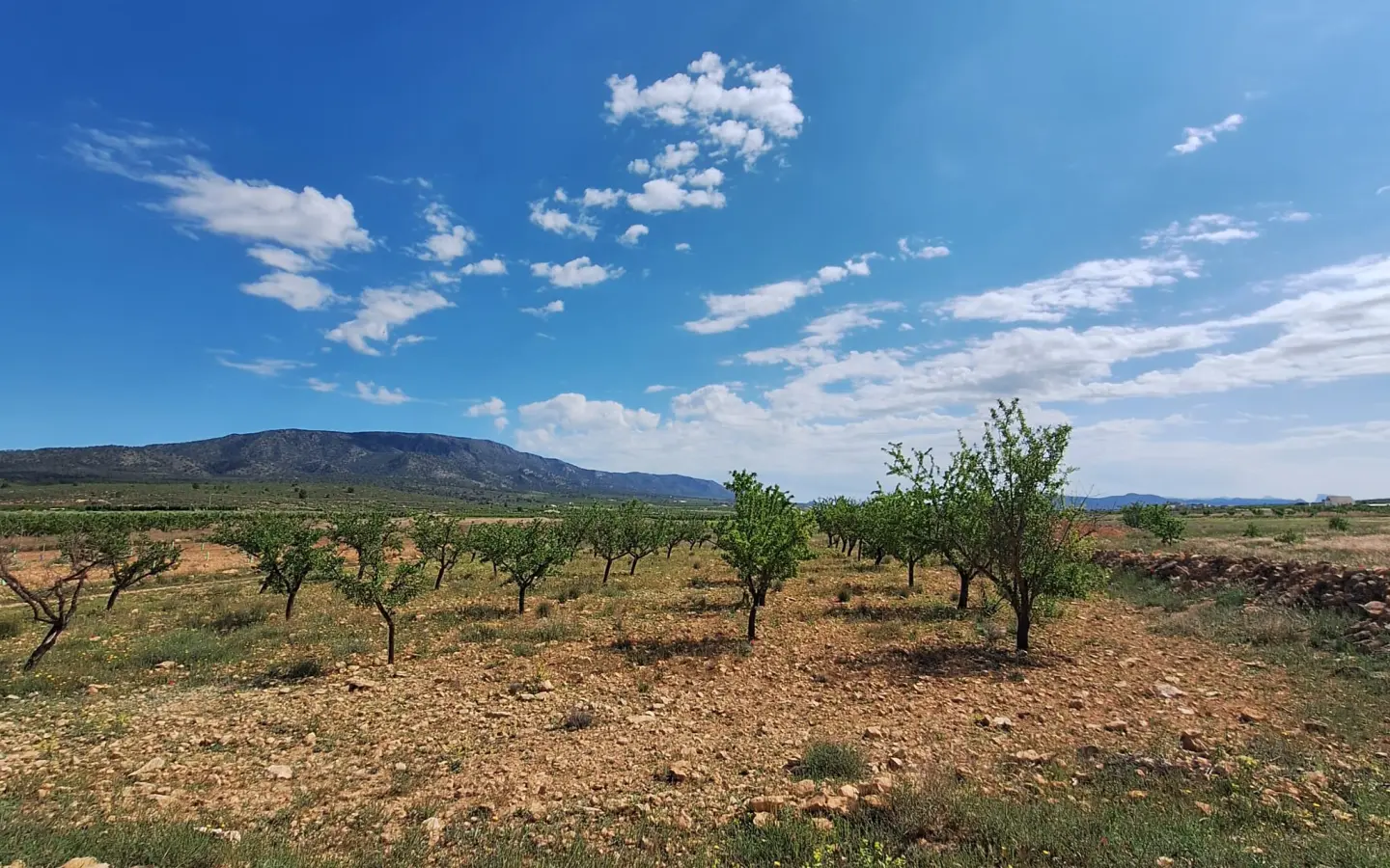 Land Of 0 M² In Pinoso, Spain