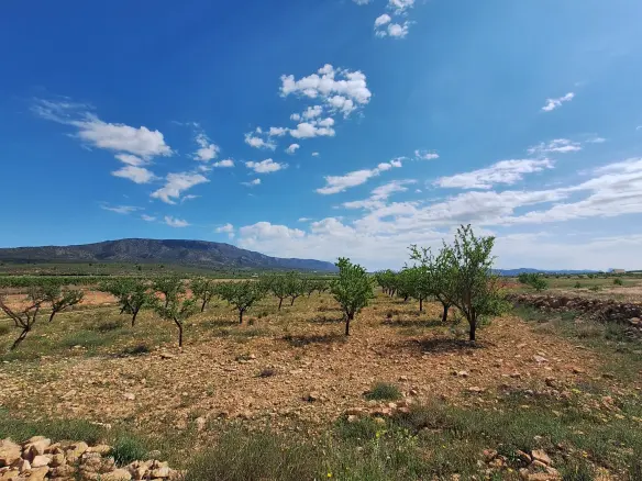 Land In Pinoso, Spain (10.542 M² Plot)