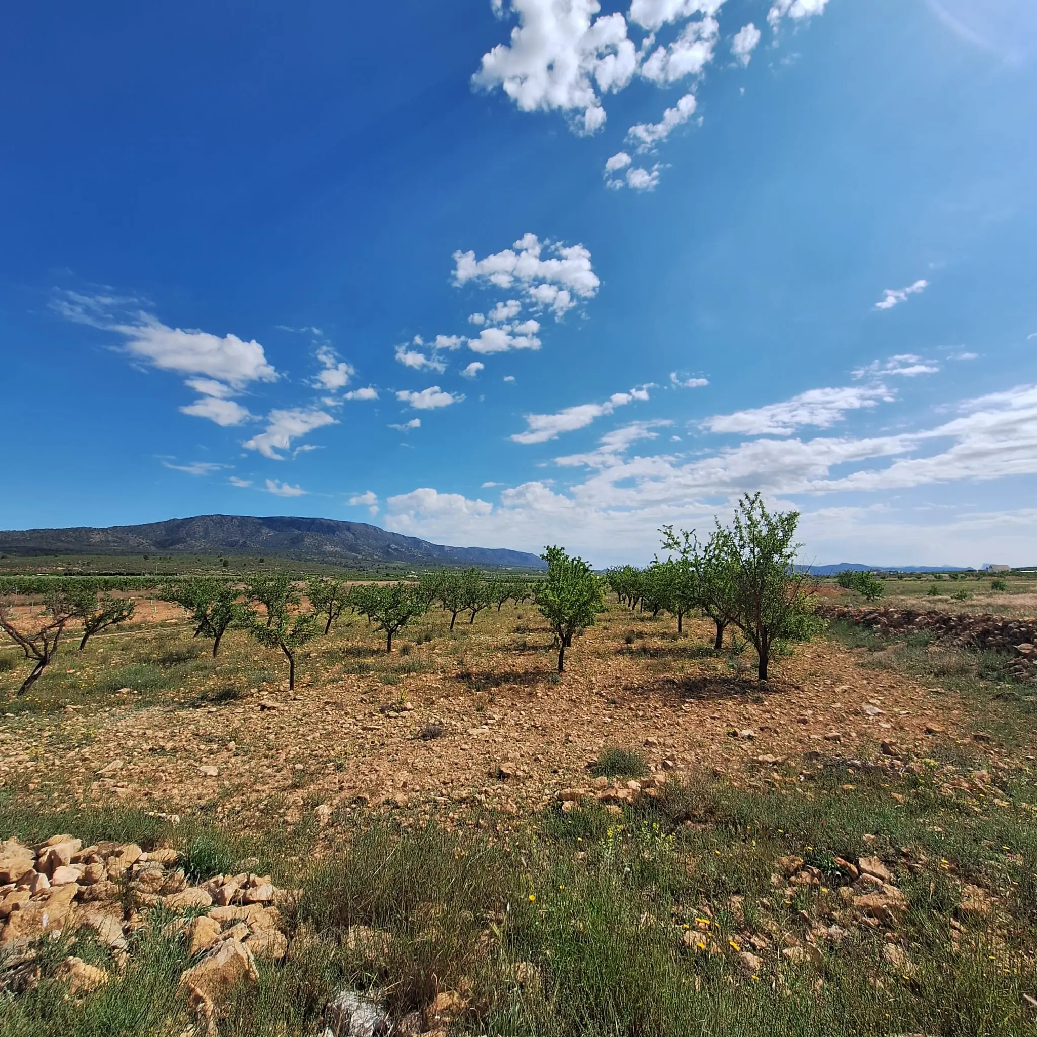 Land Of 0 M² In Pinoso, Spain
