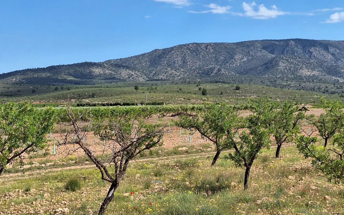 Land Of 0 M² In Pinoso, Spain