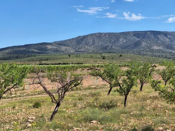 Land In Pinoso, Spain (10.542 M² Plot)